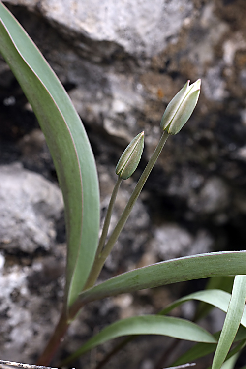 Изображение особи Tulipa bifloriformis.