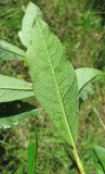 Salix myrsinifolia