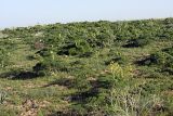 Ferula tenuisecta. Зацветающие растения. Южный Казахстан, на краю плато над каньоном Машат. 14.04.2012.