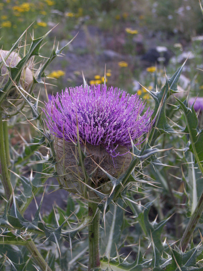 Изображение особи Cirsium pugnax.