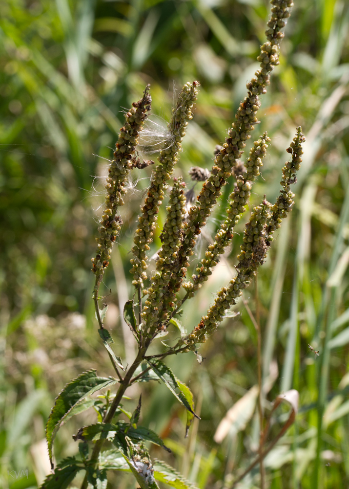 Изображение особи Veronica longifolia.