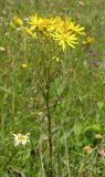 Senecio jacobaea