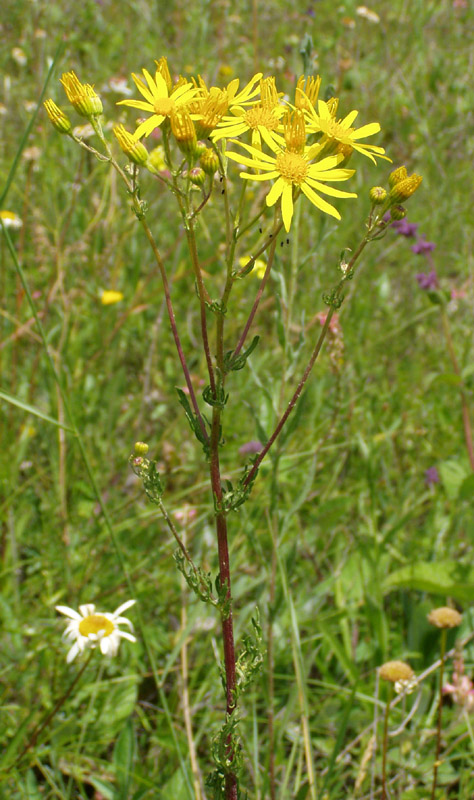 Image of Senecio jacobaea specimen.