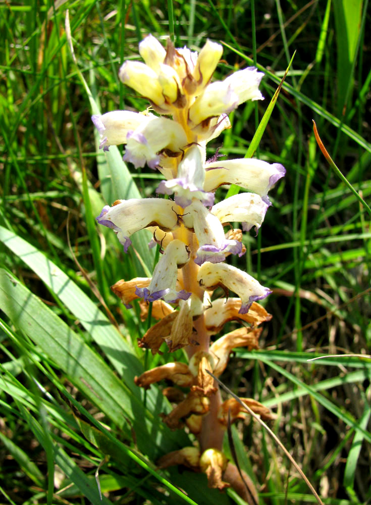 Изображение особи Orobanche cumana.