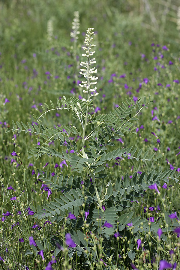 Изображение особи Goebelia pachycarpa.