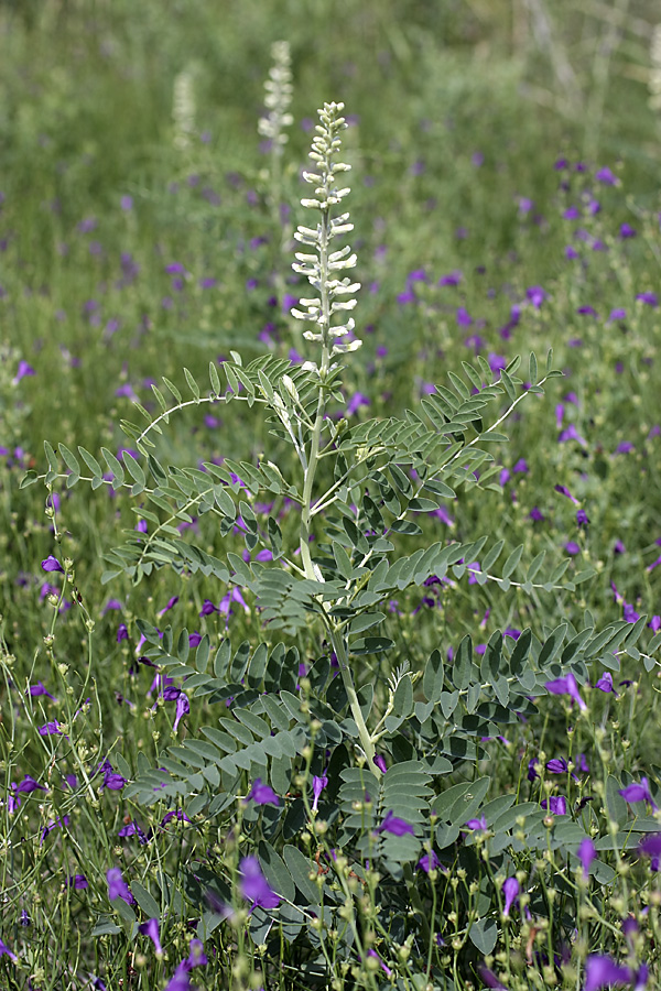 Изображение особи Goebelia pachycarpa.