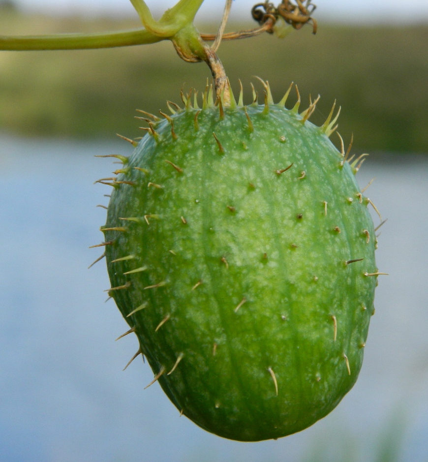 Image of Echinocystis lobata specimen.