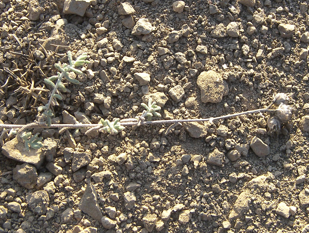 Image of Achillea vermicularis specimen.