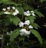 Viburnum opulus. Верхушки побегов цветущего растения. Смоленская обл., Смоленский р-н, пос. Каспля. 01.06.2012.