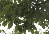 Ostrya carpinifolia. Ветвь. Нидерланды, г. Venlo, \"Floriada 2012\". 11.09.2012.