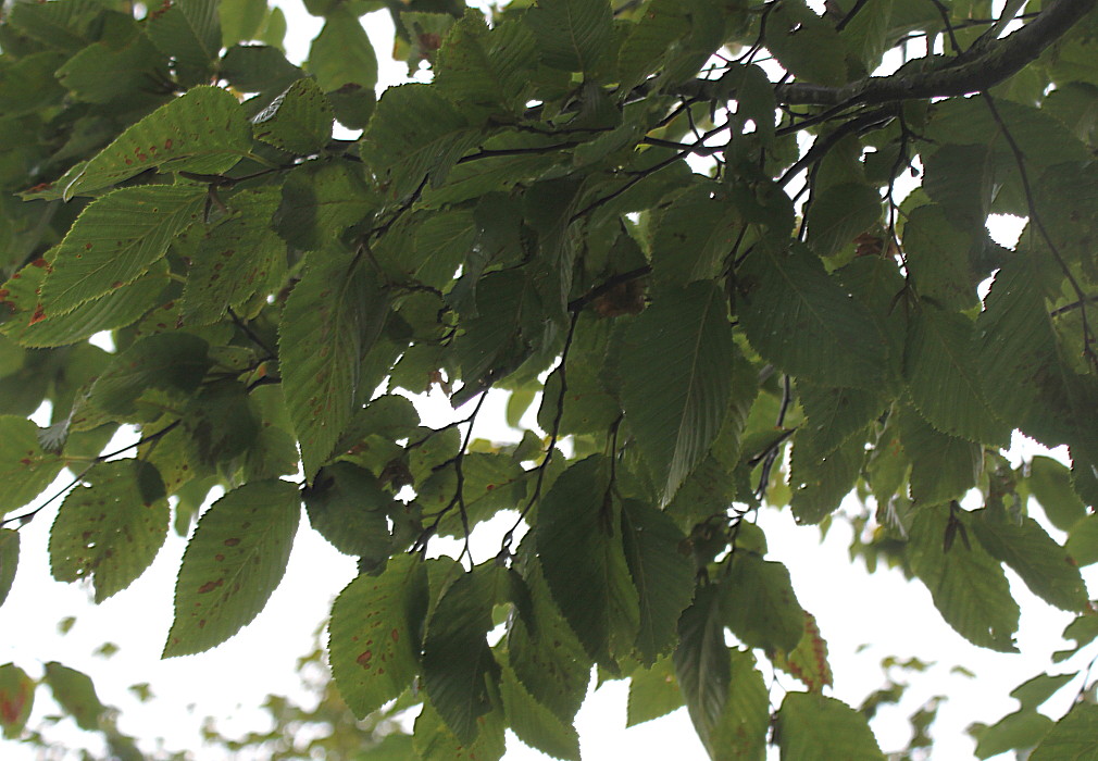 Image of Ostrya carpinifolia specimen.