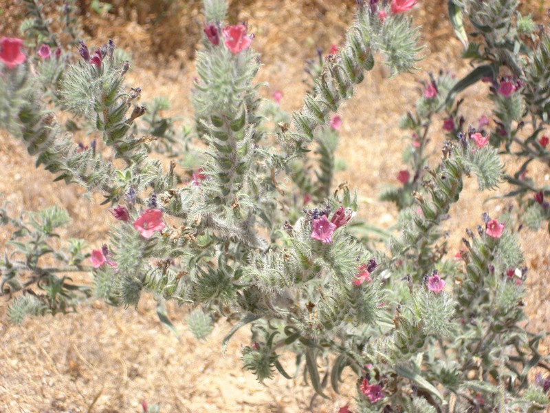 Изображение особи Echium angustifolium.