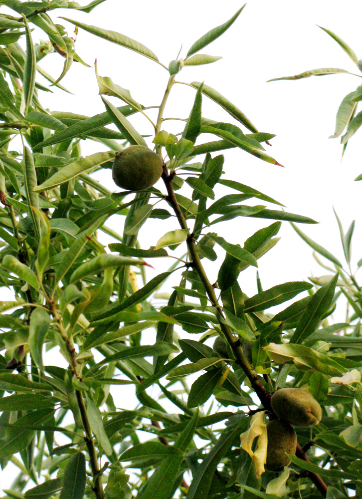 Image of Amygdalus communis specimen.