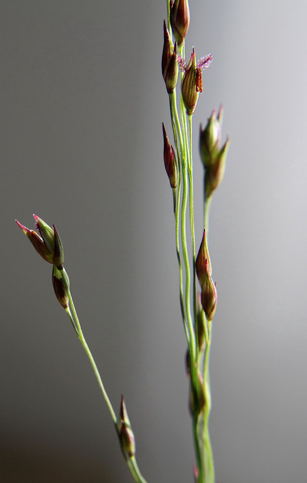 Image of Panicum virgatum specimen.