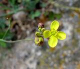 Diplotaxis tenuifolia. Цветок и бутоны. Испания, Каталония, Жирона, Тосса-де-Мар, крепость Вила-Велья. 24.06.2012.