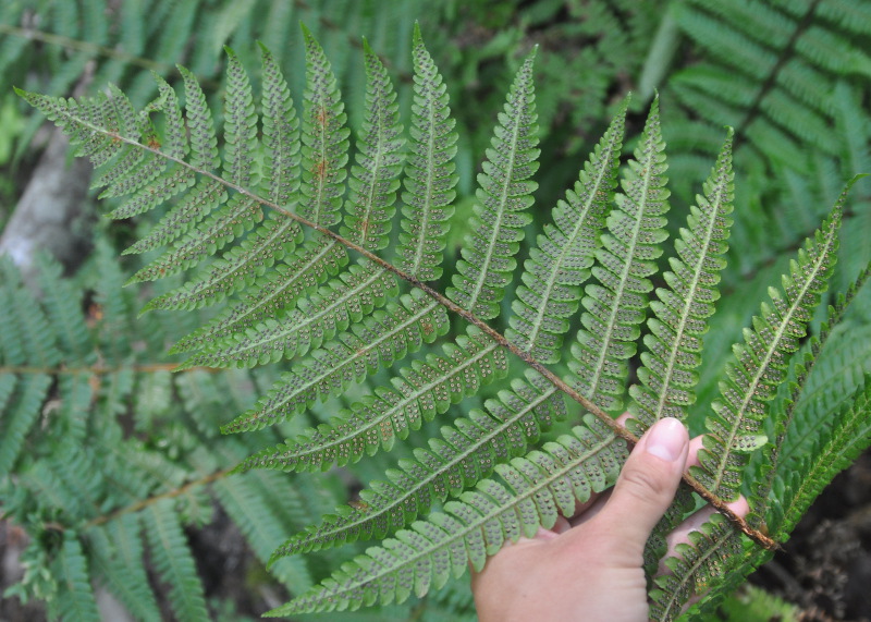 Изображение особи Dryopteris crassirhizoma.