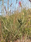 Astragalus onobrychis