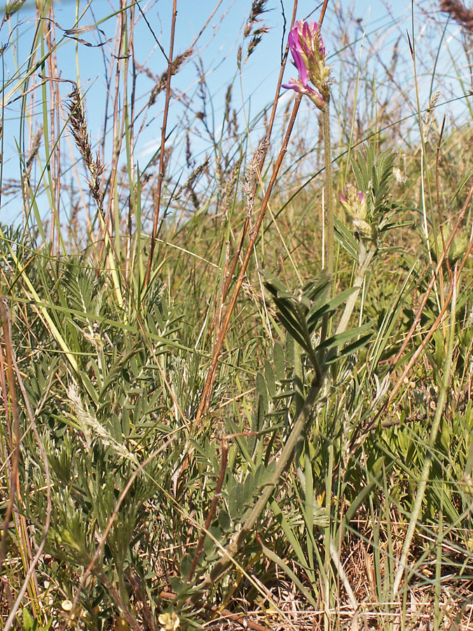 Изображение особи Astragalus onobrychis.