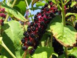 Phytolacca acinosa. Зрелое соплодие. Украина, г. Запорожье, Запорожский детский ботанический сад. 02.08.2008.