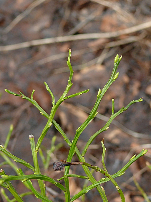 Image of Vaccinium myrtillus specimen.