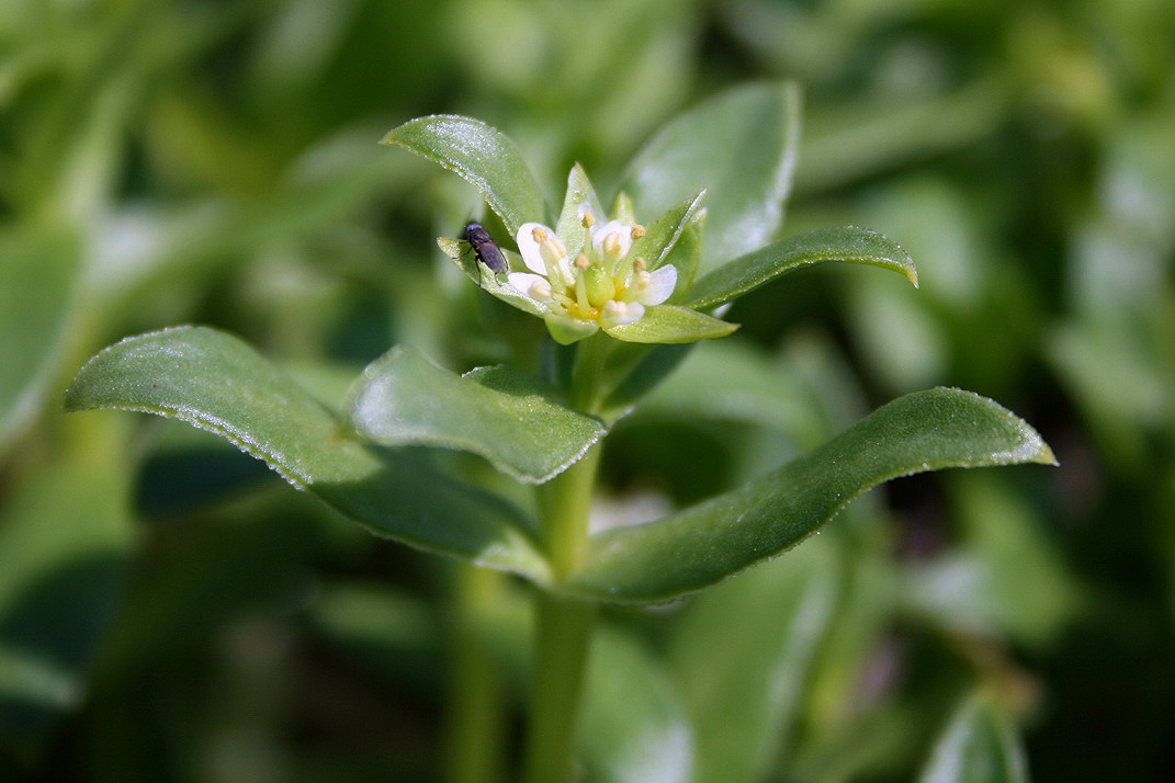 Image of Honckenya peploides ssp. major specimen.