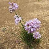 Allium bidentatum