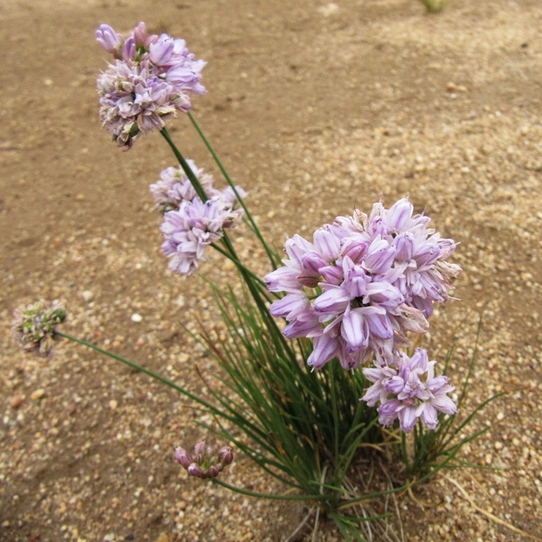 Изображение особи Allium bidentatum.