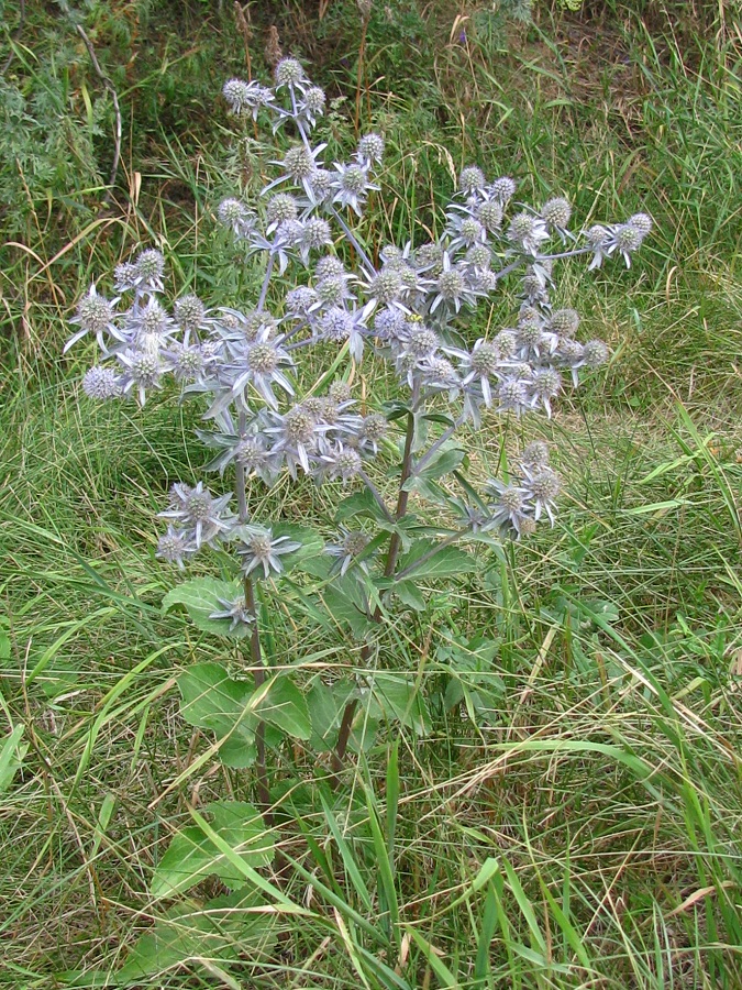 Изображение особи Eryngium planum.