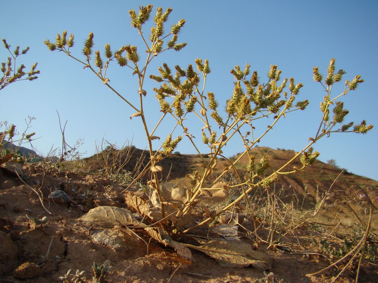 Image of Cousinia pentacantha specimen.