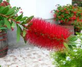 Callistemon citrinus. Верхняя часть побега с соцветием. Хорватия, Истрия, пос. Баньоле, палисадник. 07.09.2012.