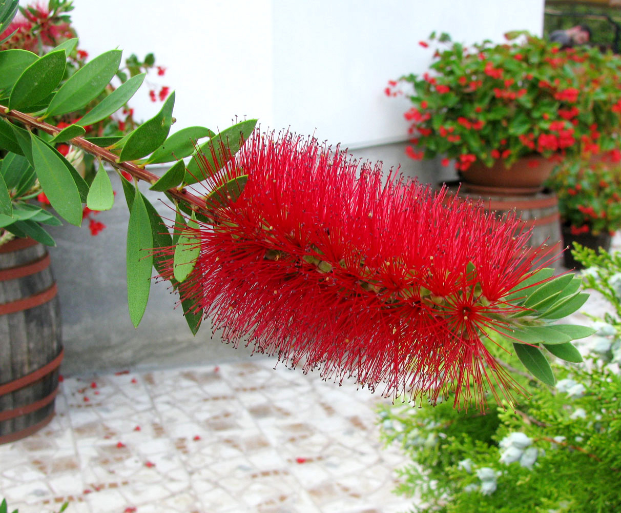 Изображение особи Callistemon citrinus.