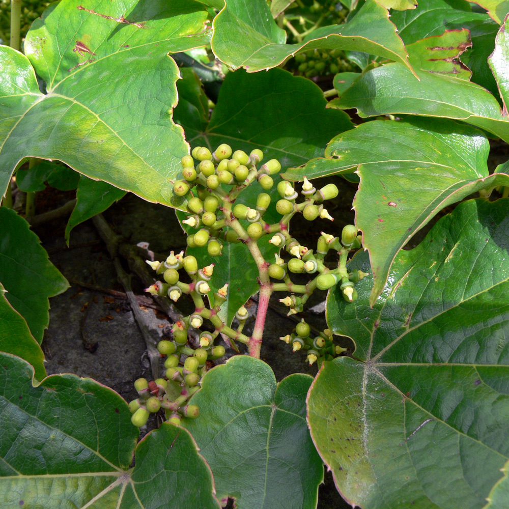 Image of Parthenocissus tricuspidata specimen.