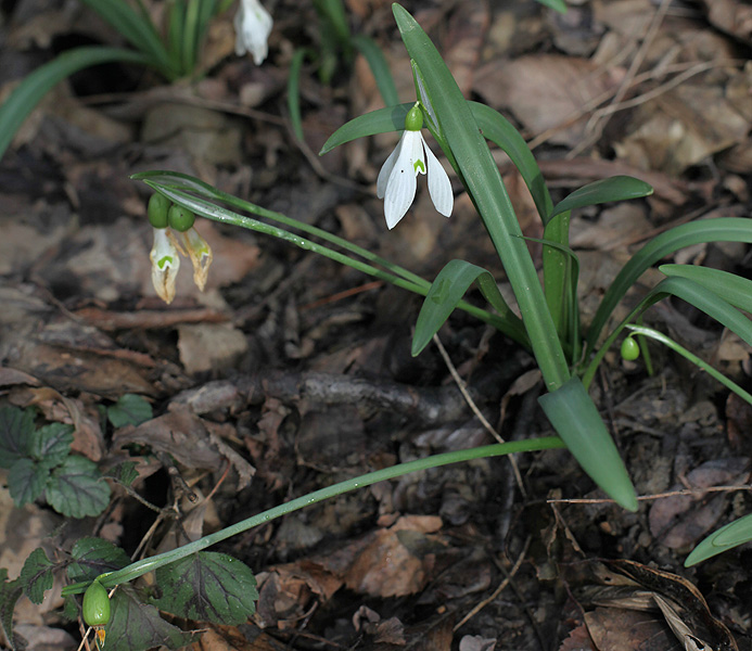 Изображение особи Galanthus rizehensis.