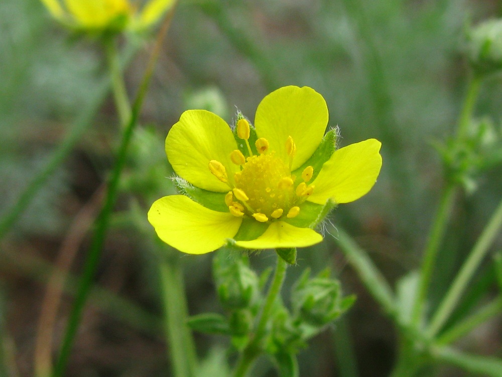 Image of Potentilla heidenreichii specimen.