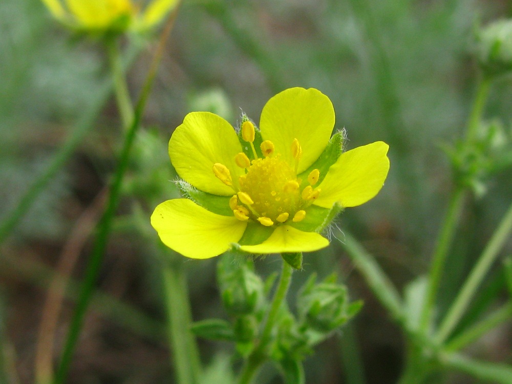 Изображение особи Potentilla heidenreichii.