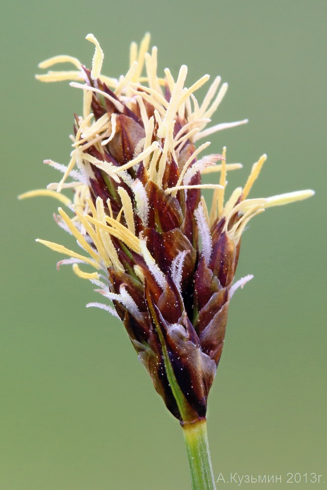 Изображение особи Carex stenophylla.