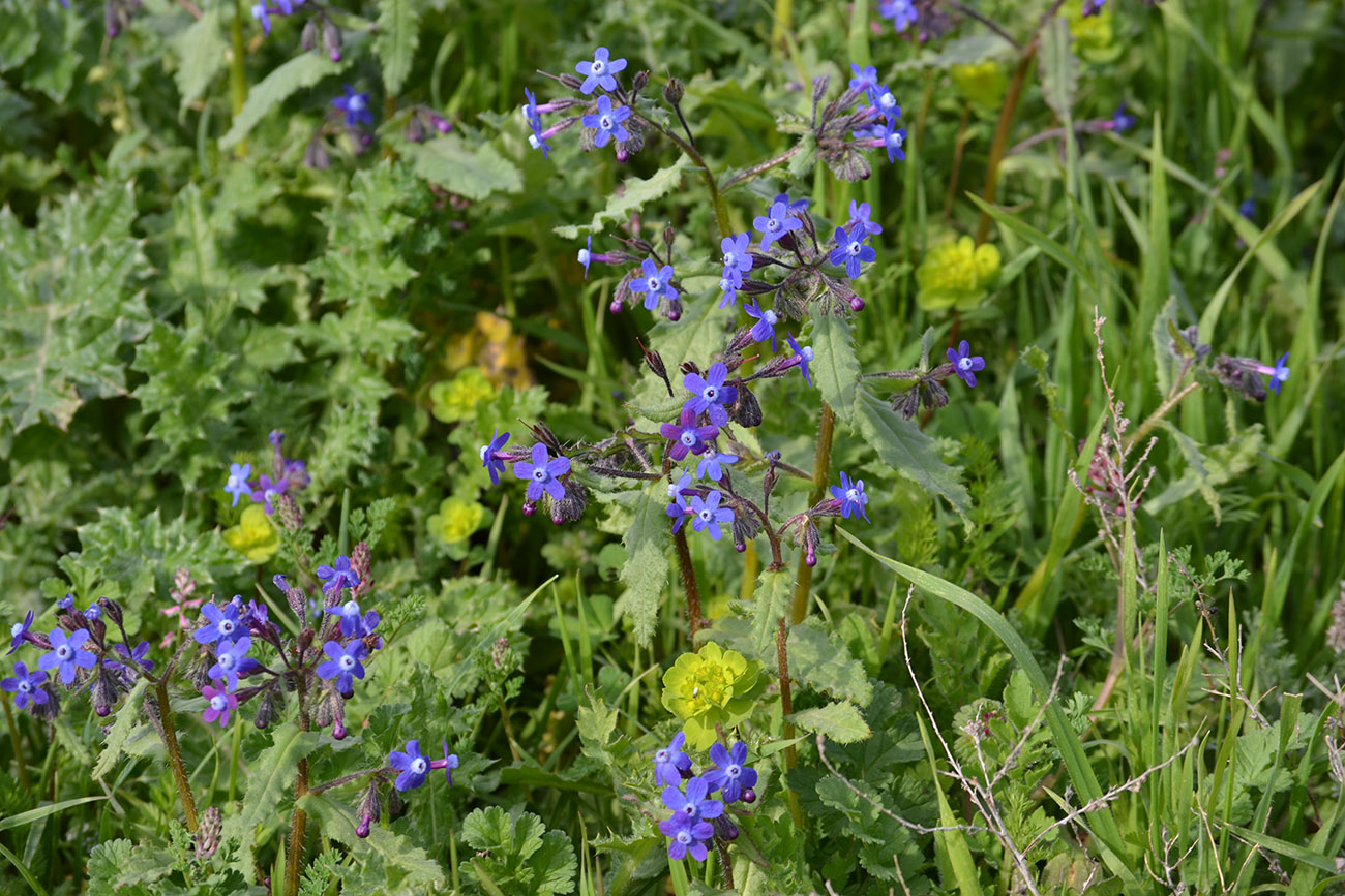 Изображение особи Anchusa stylosa.