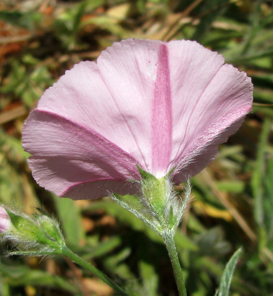 Image of Convolvulus cantabrica specimen.