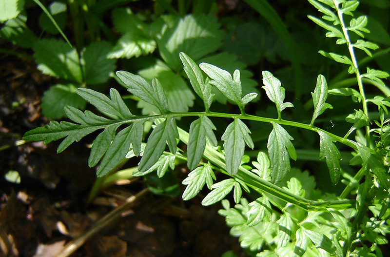 Image of Cardamine impatiens specimen.