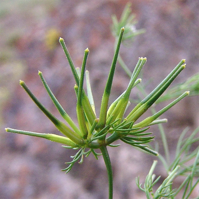 Изображение особи Scandix stellata.