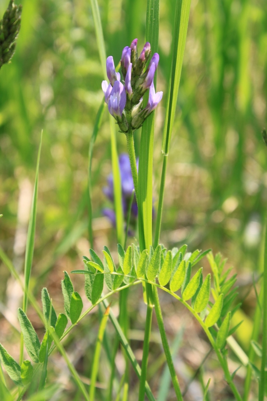 Изображение особи Astragalus danicus.