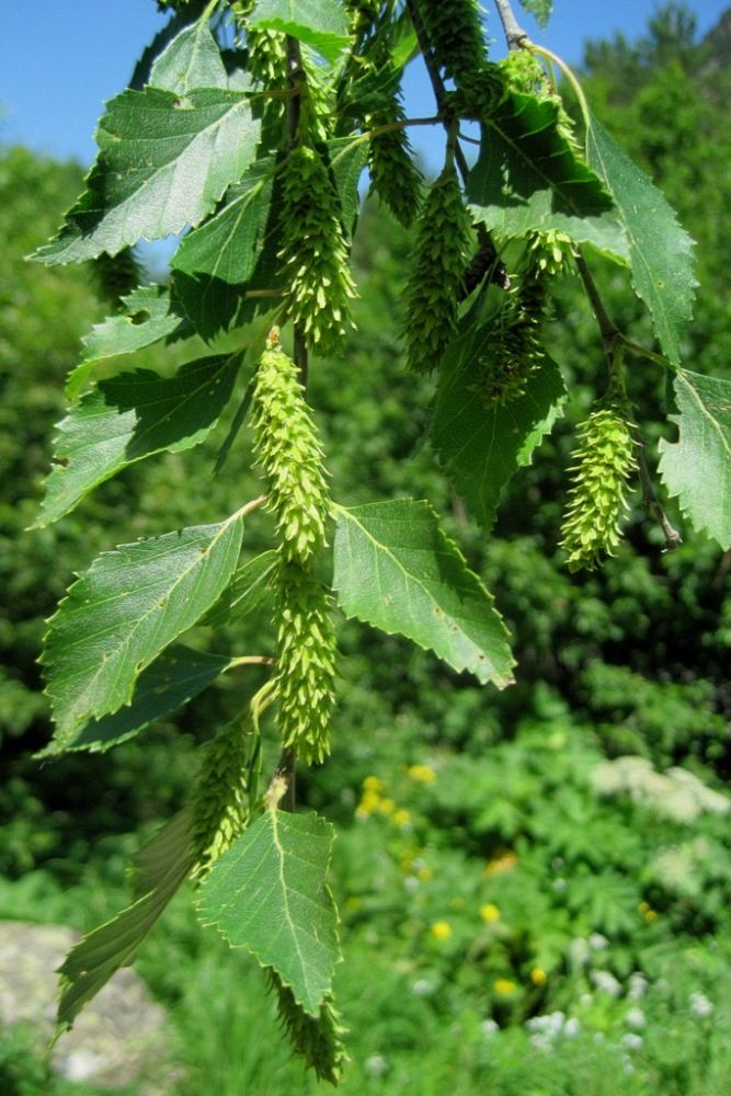 Image of Betula pendula specimen.