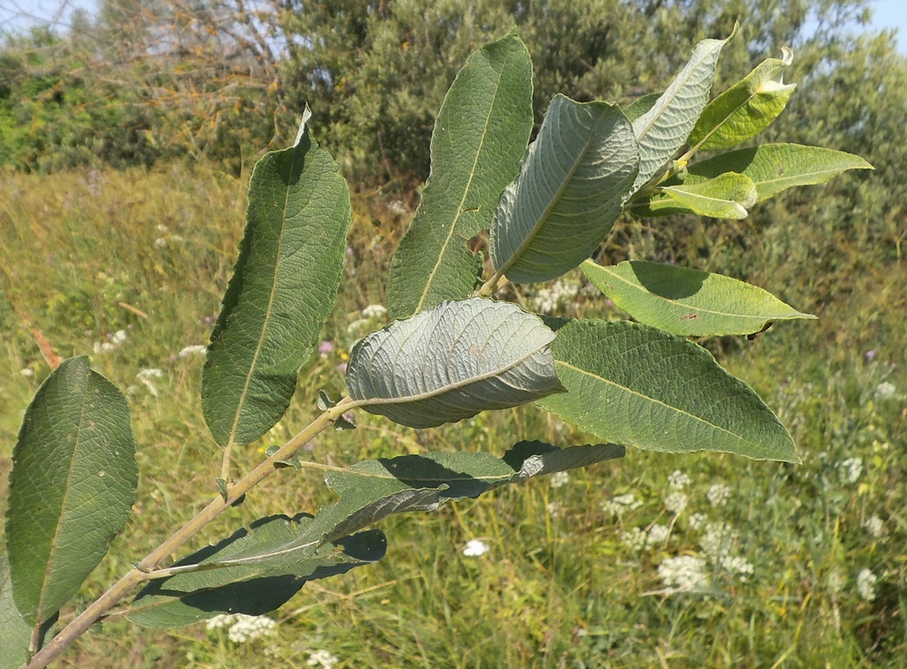 Image of Salix cinerea specimen.