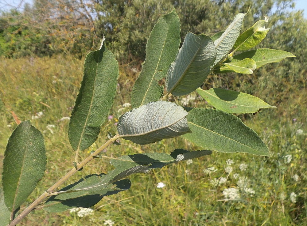 Изображение особи Salix cinerea.