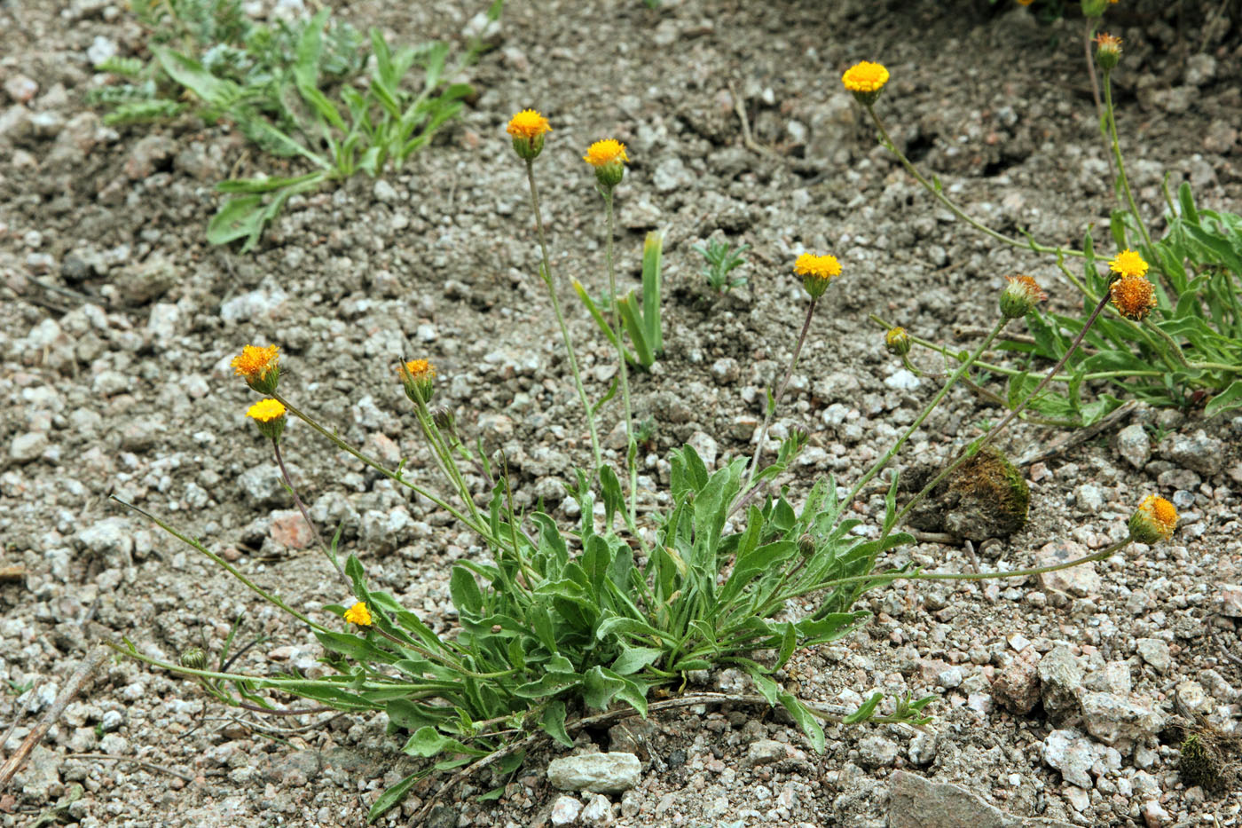 Image of Erigeron cabulicus specimen.