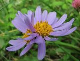 Aster alpinus. Соцветия. Архангельская обл., Холмогорский р-н, окр. пос. Усть-Пинега, верхняя часть берега р. Пинега. 20.07.2013.