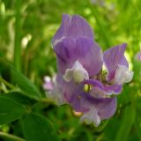 Lathyrus laxiflorus