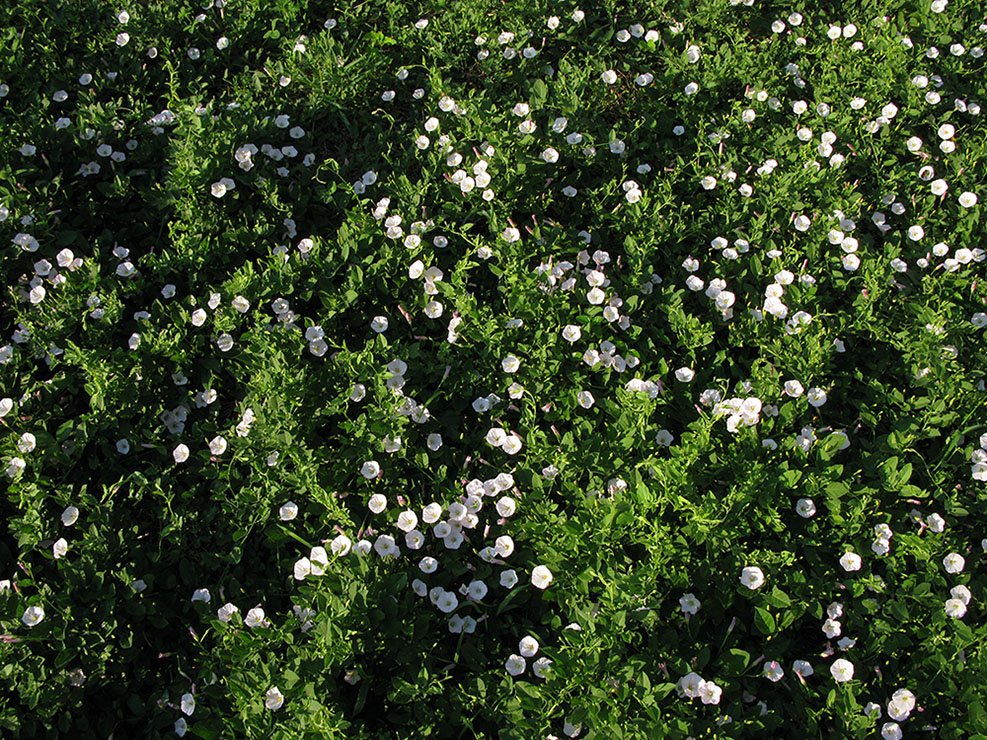 Image of Convolvulus arvensis specimen.