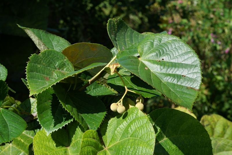 Image of Tilia mandshurica specimen.