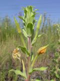 Oenothera depressa